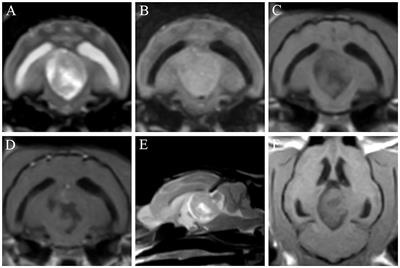 Case Report: Long-Term Chemotherapy With Hydroxyurea and Prednisolone in a Cat With a Meningioma: Correlation of FDG Uptake and Tumor Grade Assessed by Histopathology and Expression of Ki-67 and p53